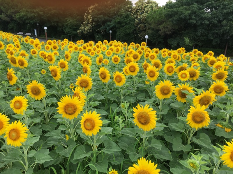 7月5日 水 開花情報 ニュース 花博記念公園鶴見緑地