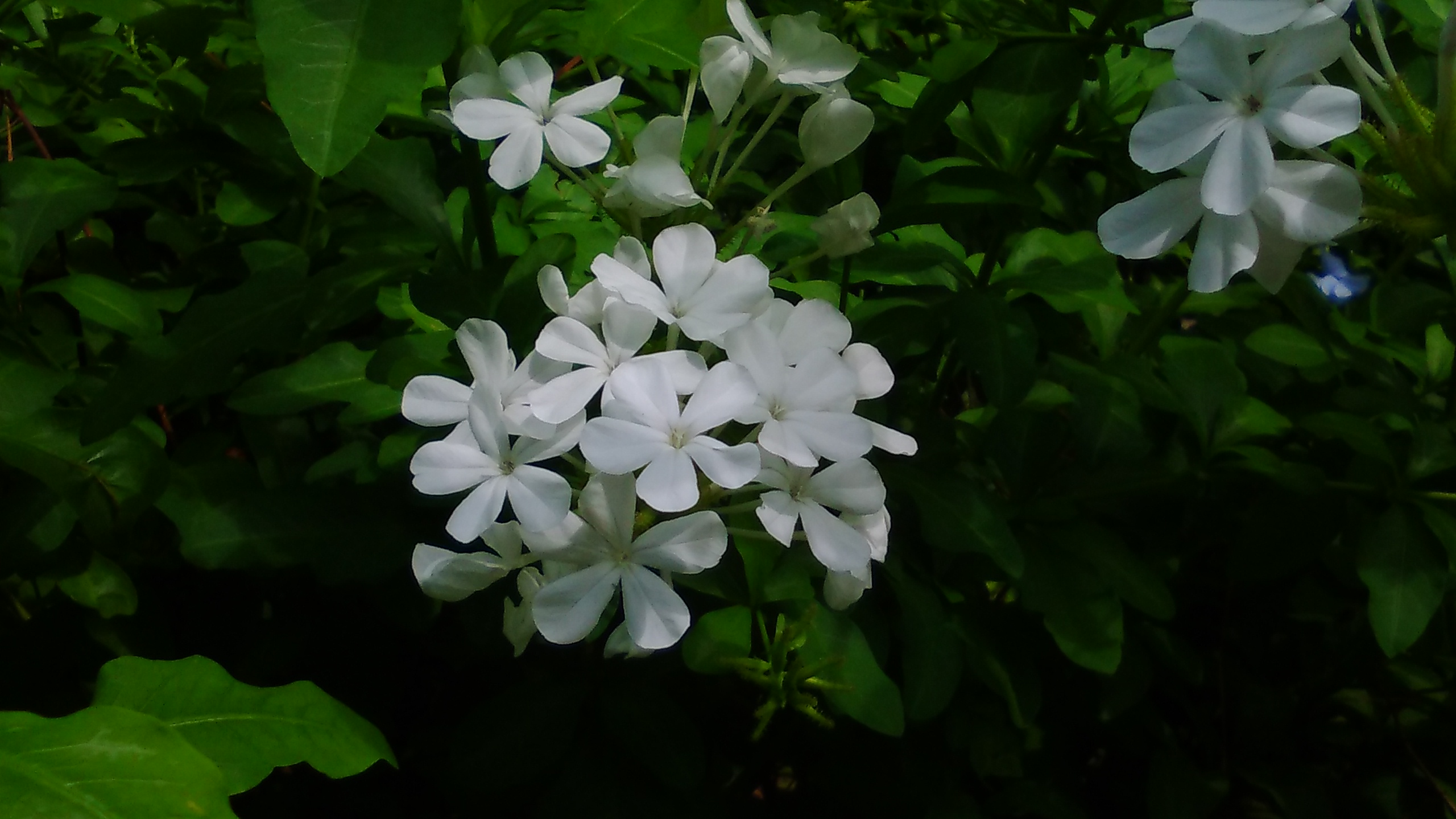 ルリマツリ 生き物図鑑 花博記念公園鶴見緑地