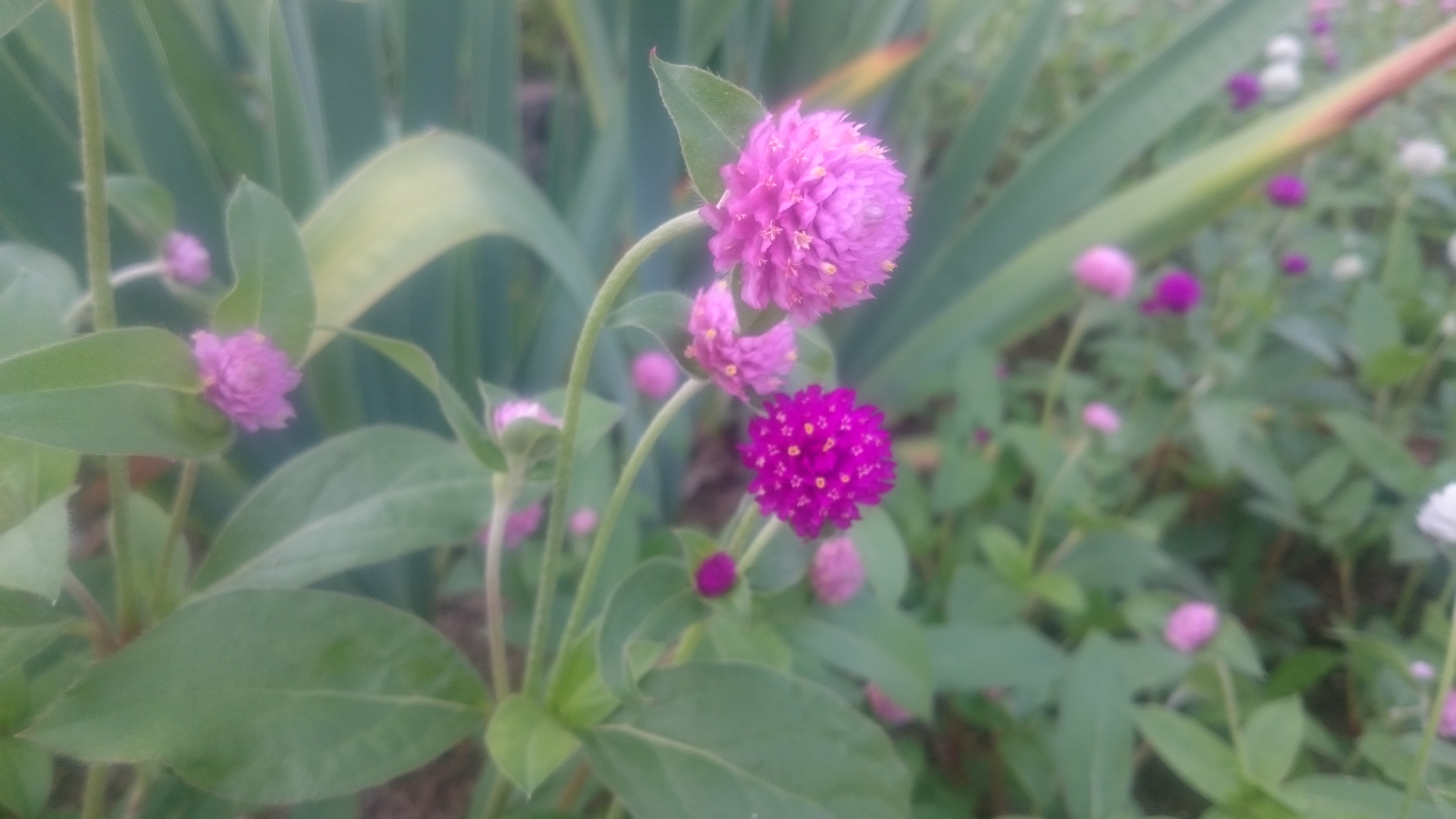 センニチコウ 花博記念公園鶴見緑地