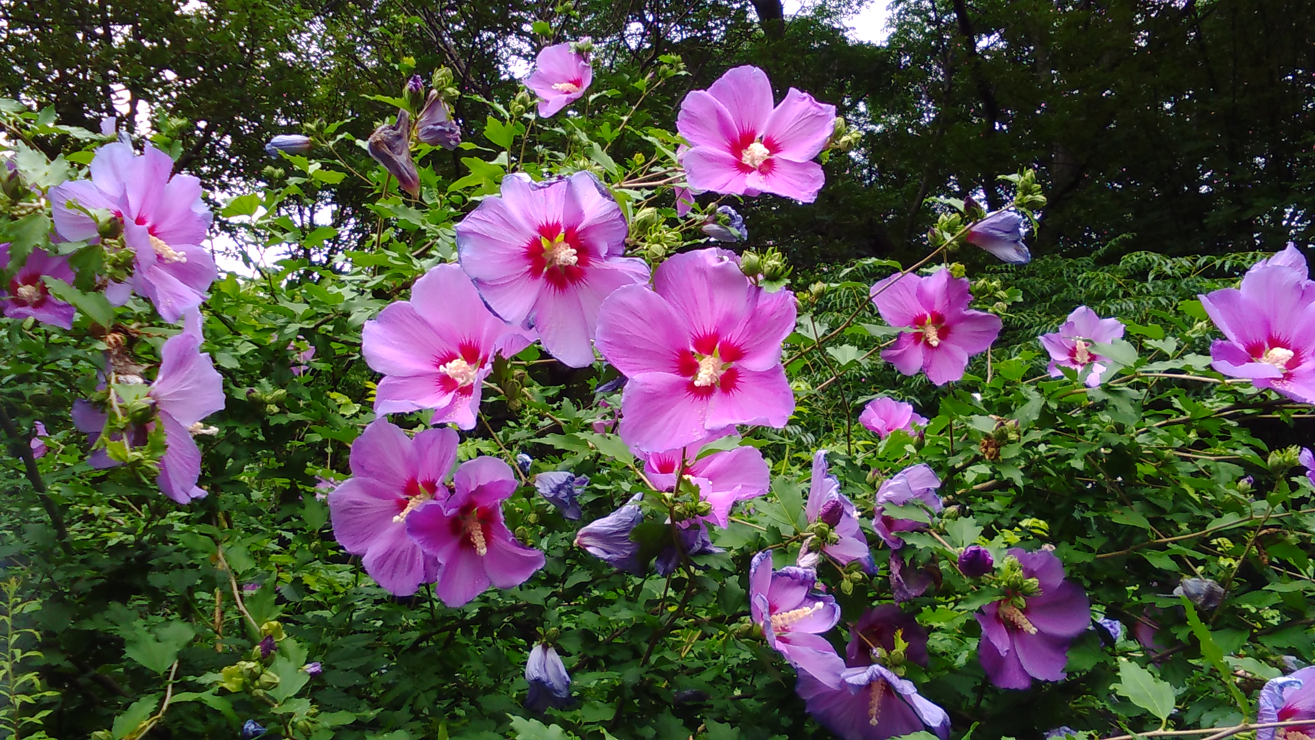 ムクゲ 生き物図鑑 花博記念公園鶴見緑地