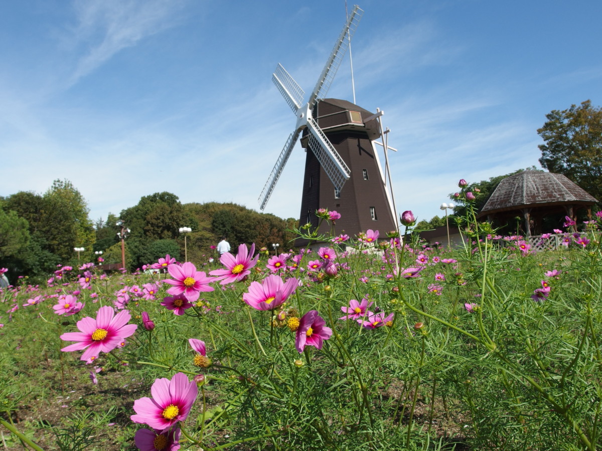 10月11日 水 開花情報 ニュース 花博記念公園鶴見緑地 10月11日 水 開花情報 ニュース 花博記念公園鶴見緑地
