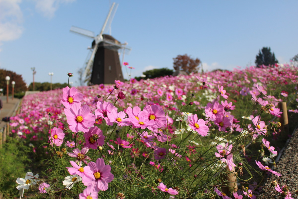 11月9日 木 開花情報 ニュース 花博記念公園鶴見緑地 11月9日 木 開花情報 ニュース 花博記念公園鶴見緑地