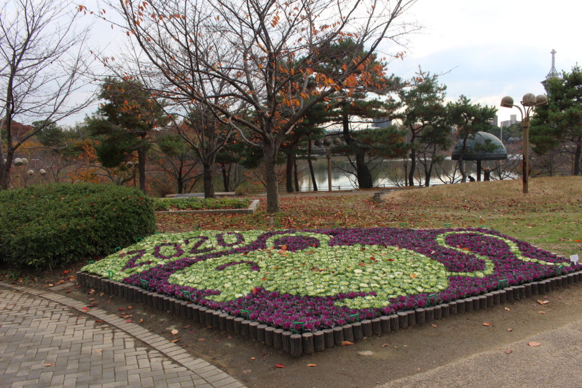 ハボタン 生き物図鑑 花博記念公園鶴見緑地 ハボタン 生き物図鑑 花博記念公園鶴見緑地