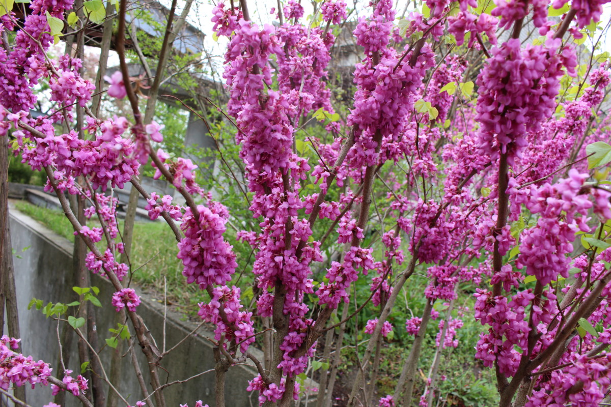 ハナズオウ 花博記念公園鶴見緑地 ハナズオウ 花博記念公園鶴見緑地