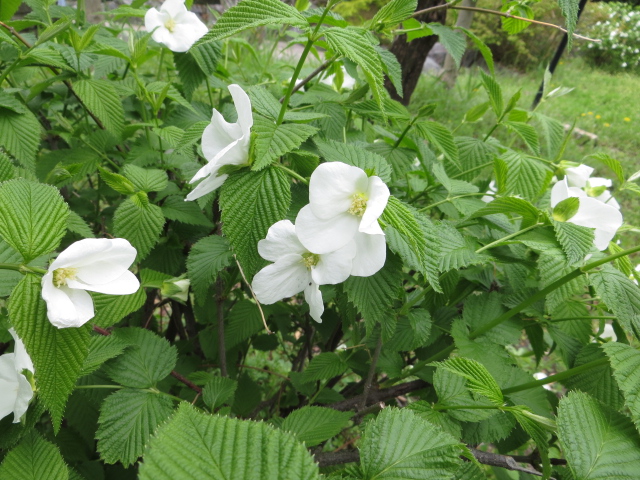 シロヤマブキ 花博記念公園鶴見緑地