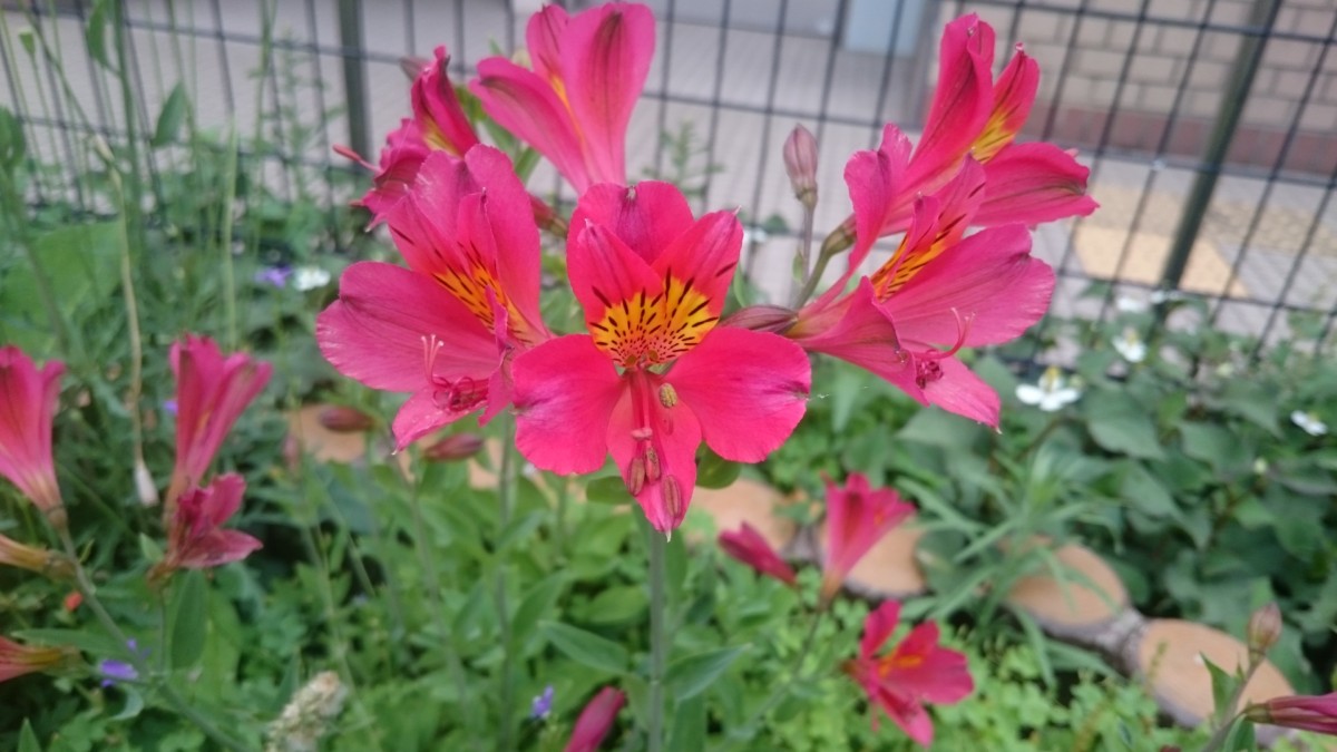 アルストロメリア 生き物図鑑 花博記念公園鶴見緑地