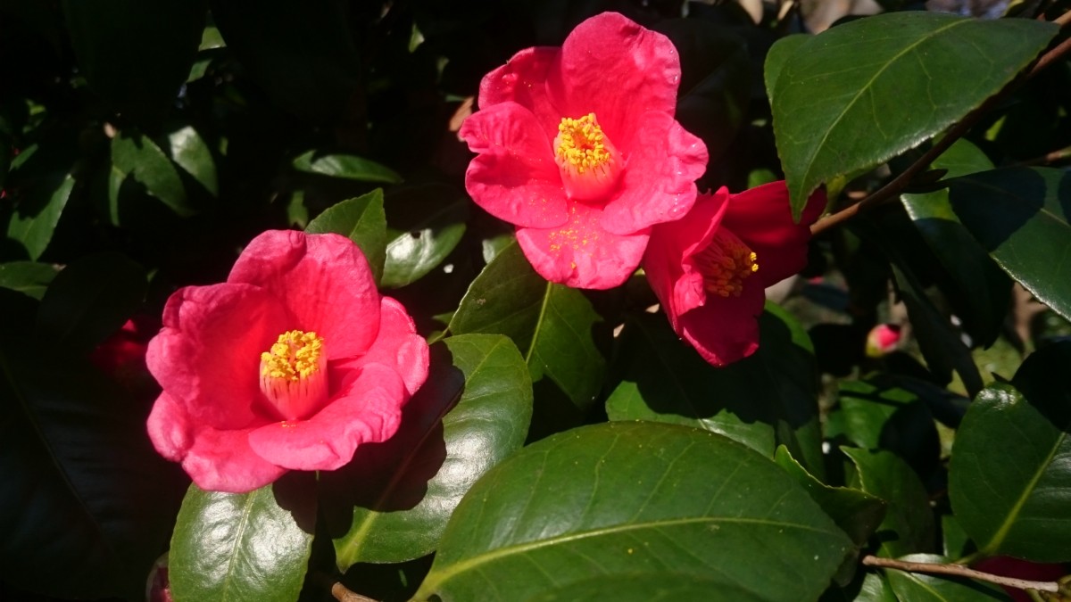 ツバキ 生き物図鑑 花博記念公園鶴見緑地