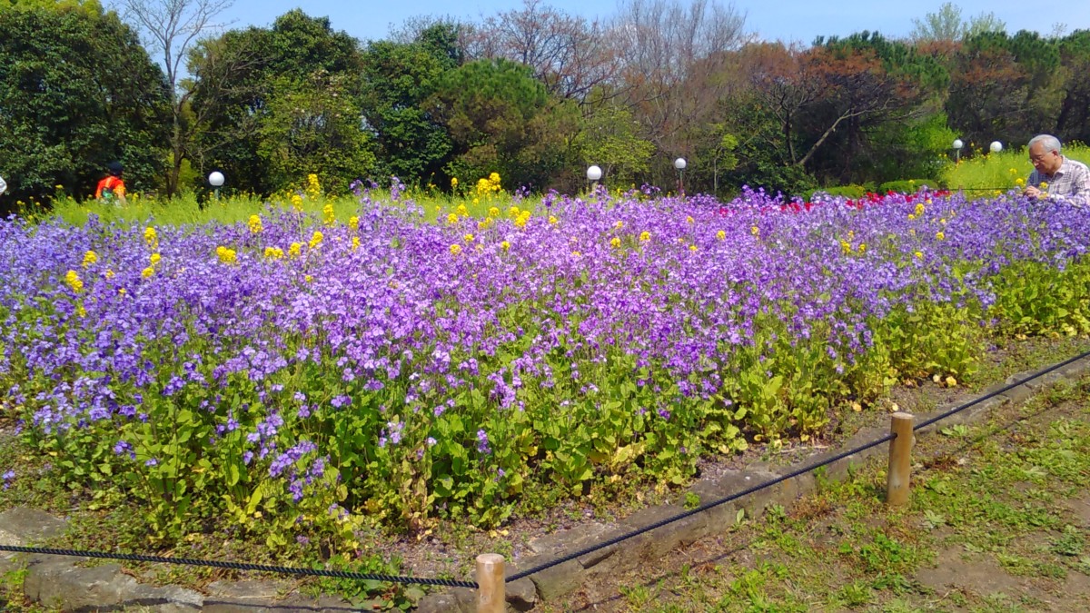 ムラサキハナナ 花博記念公園鶴見緑地