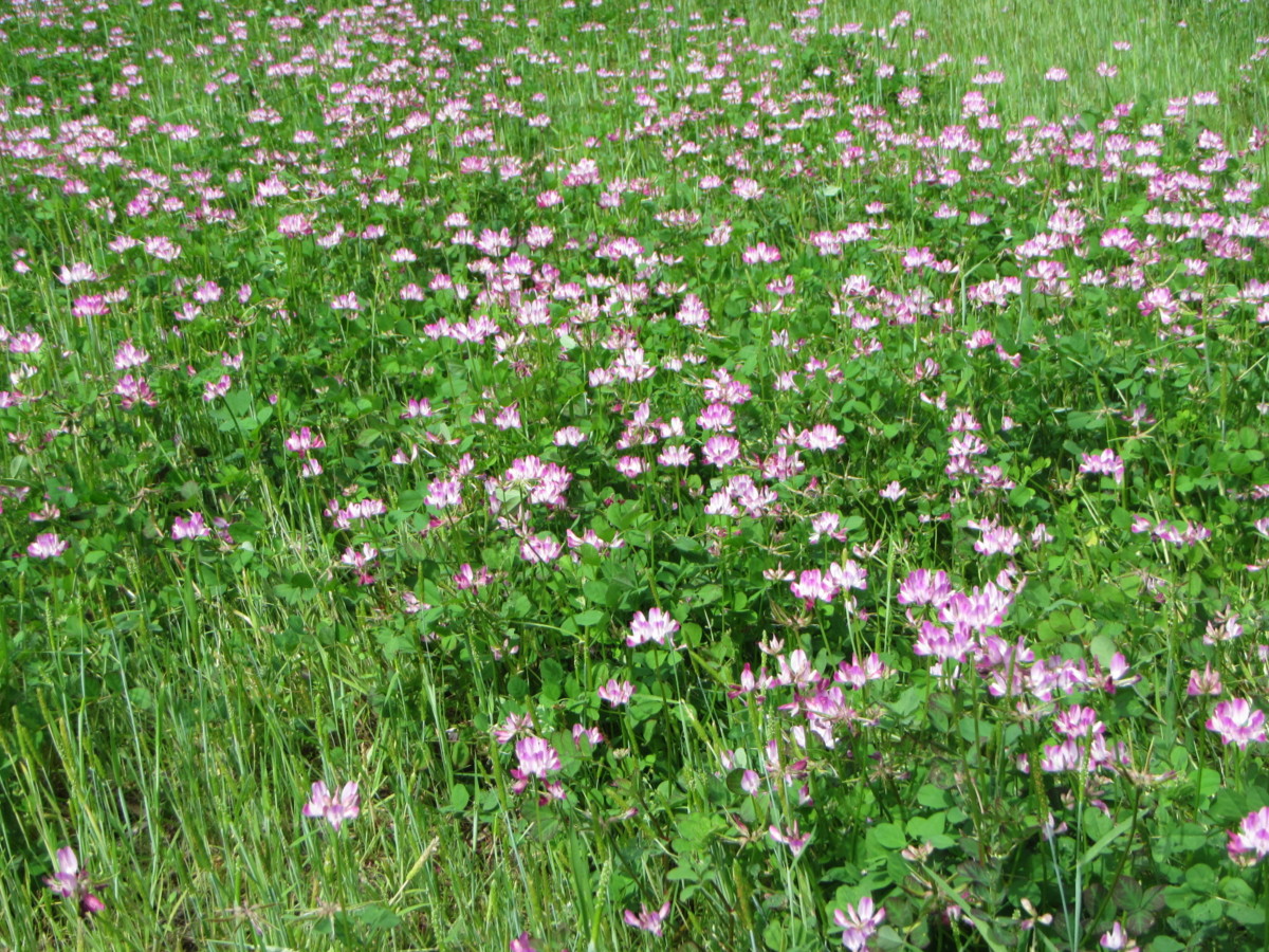 レンゲ 生き物図鑑 花博記念公園鶴見緑地