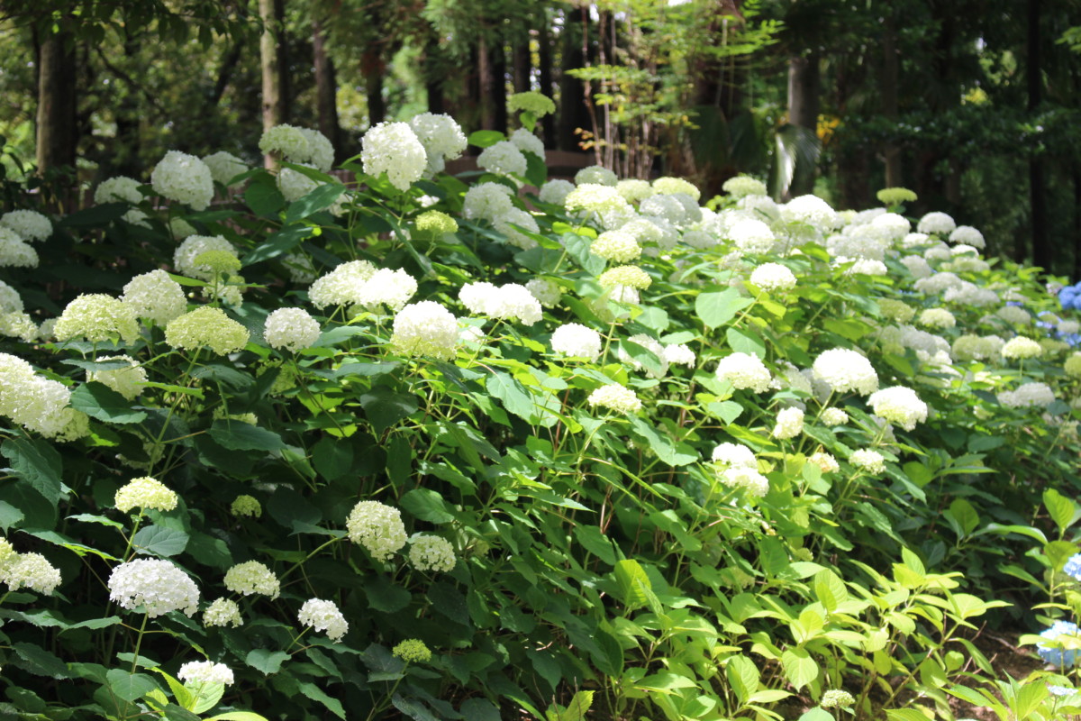 大阪市内最大級のアジサイの名所が誕生しました ニュース 花博記念公園鶴見緑地