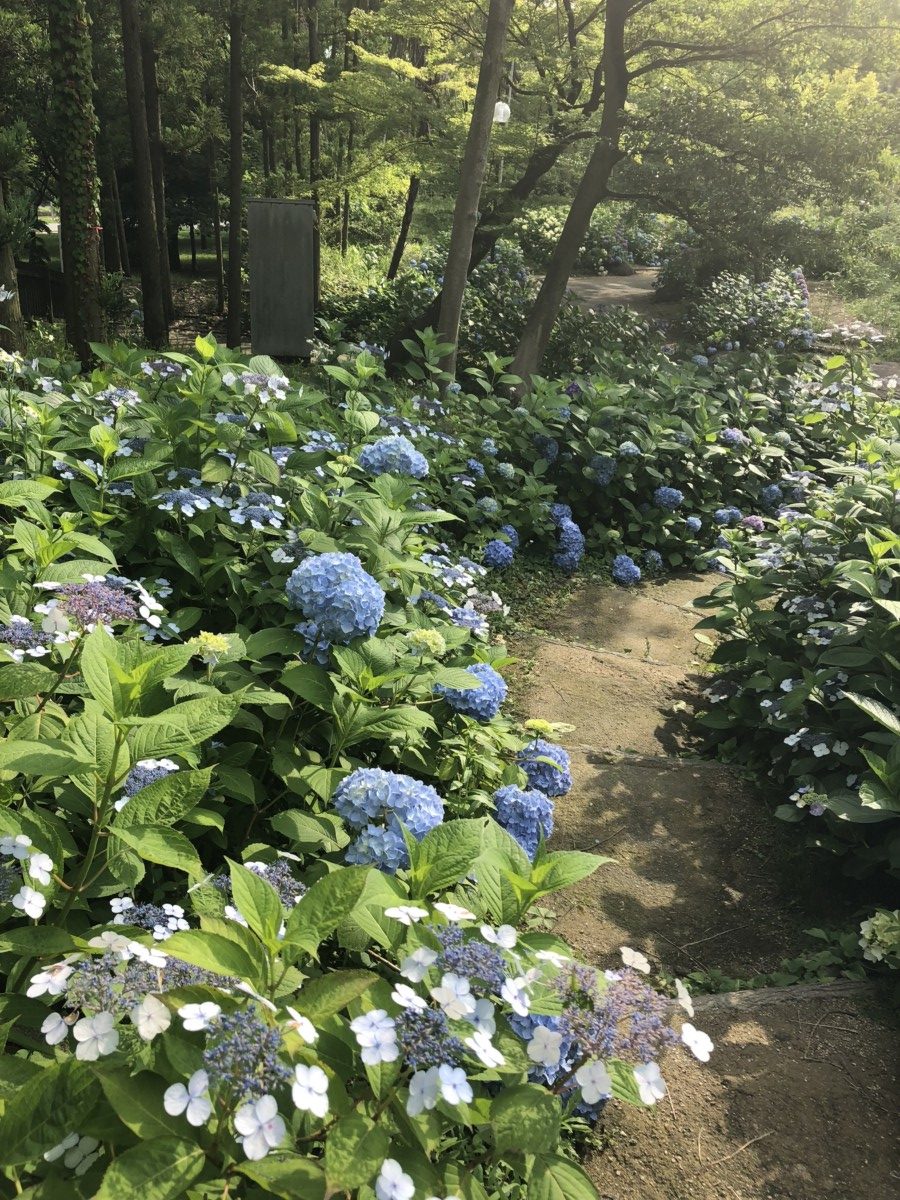 大阪市内最大級のアジサイの名所が誕生しました ニュース 花博記念公園鶴見緑地