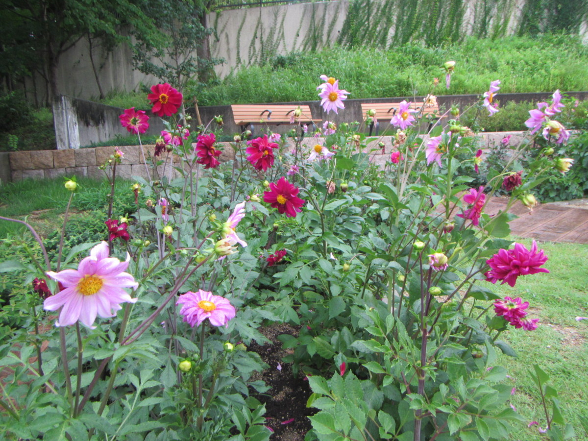 ダリア 生き物図鑑 花博記念公園鶴見緑地