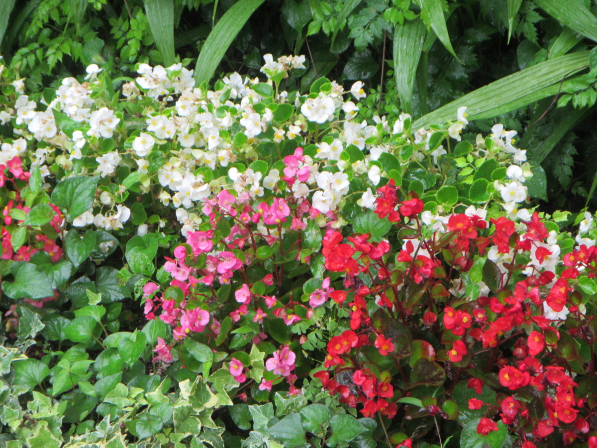 ベゴニア 花博記念公園鶴見緑地