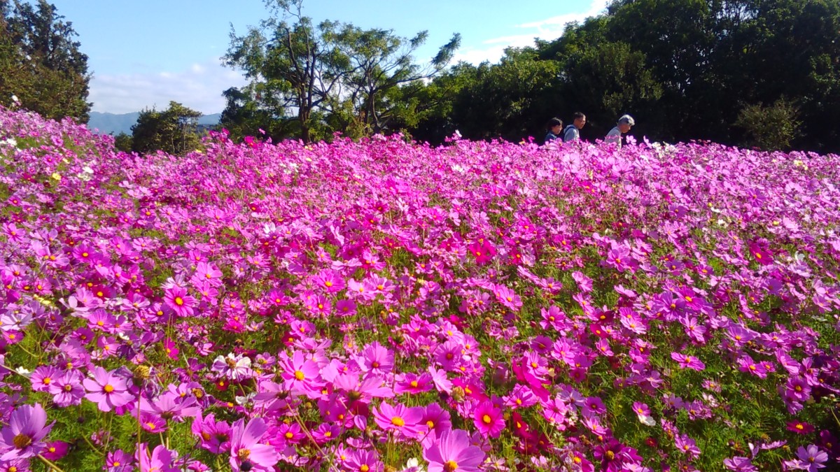 風車の丘でコスモスが見頃を迎えています ニュース 花博記念公園鶴見緑地 風車の丘でコスモスが見頃を迎えています ニュース 花博記念公園鶴見緑地