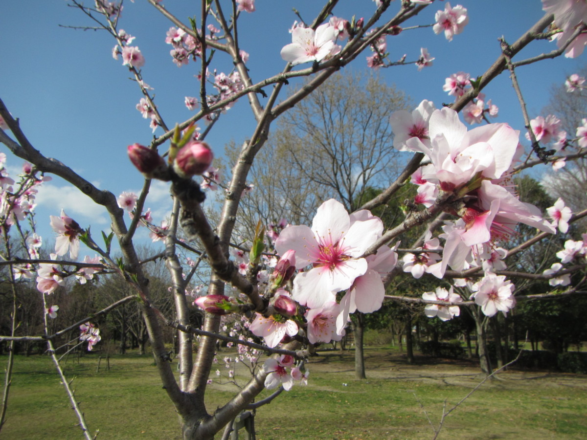 大阪鶴見ロータリークラブ寄贈 アーモンドの木 植樹式 ニュース 花博記念公園鶴見緑地 大阪鶴見ロータリークラブ寄贈 アーモンドの木 植樹式 ニュース 花博記念公園鶴見緑地