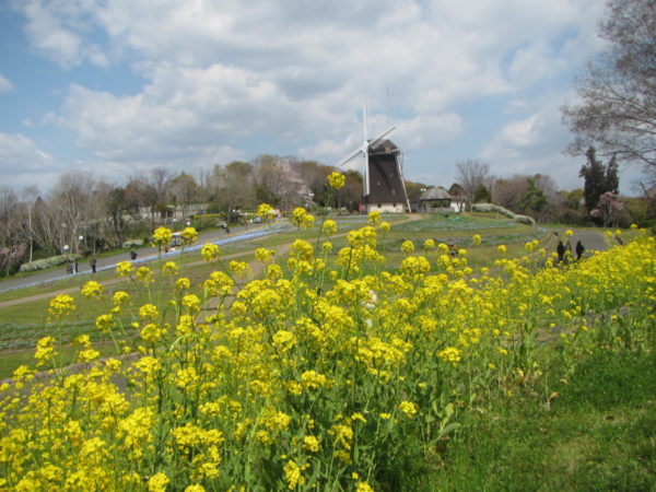 長野県飯山市よりいただいた野沢菜の花が見頃を迎えております ニュース 花博記念公園鶴見緑地