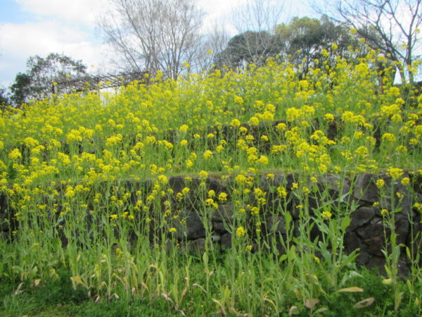 長野県飯山市よりいただいた野沢菜の花が見頃を迎えております ニュース 花博記念公園鶴見緑地