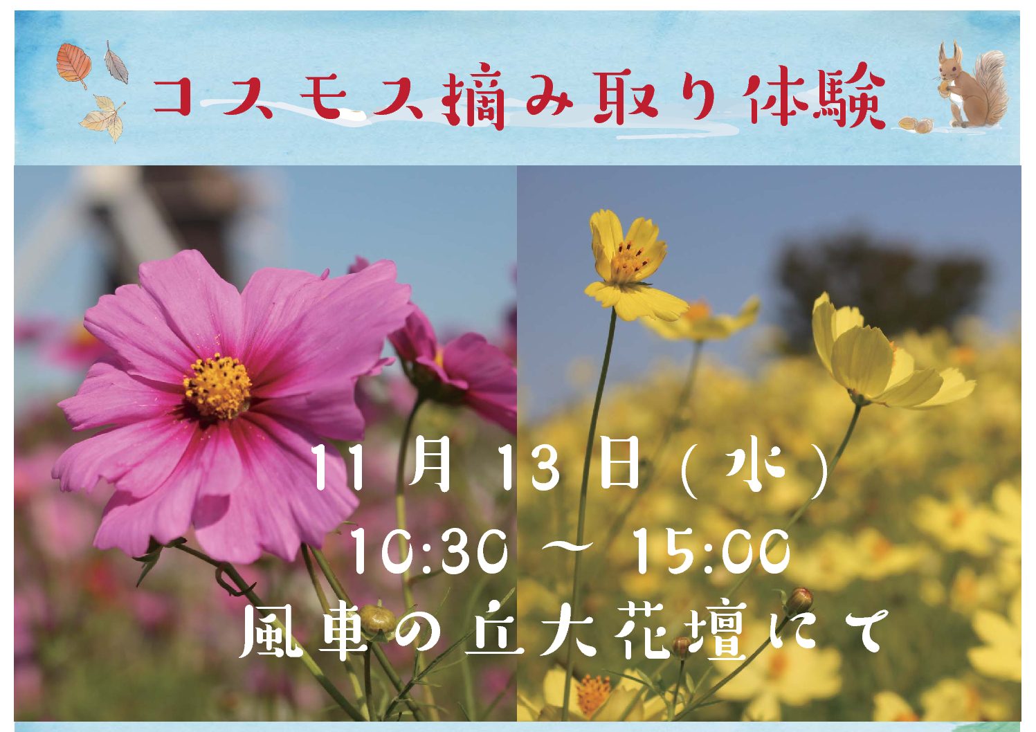 コスモス摘み取り体験 イベント 花博記念公園鶴見緑地 コスモス摘み取り体験 イベント 花博記念公園鶴見緑地