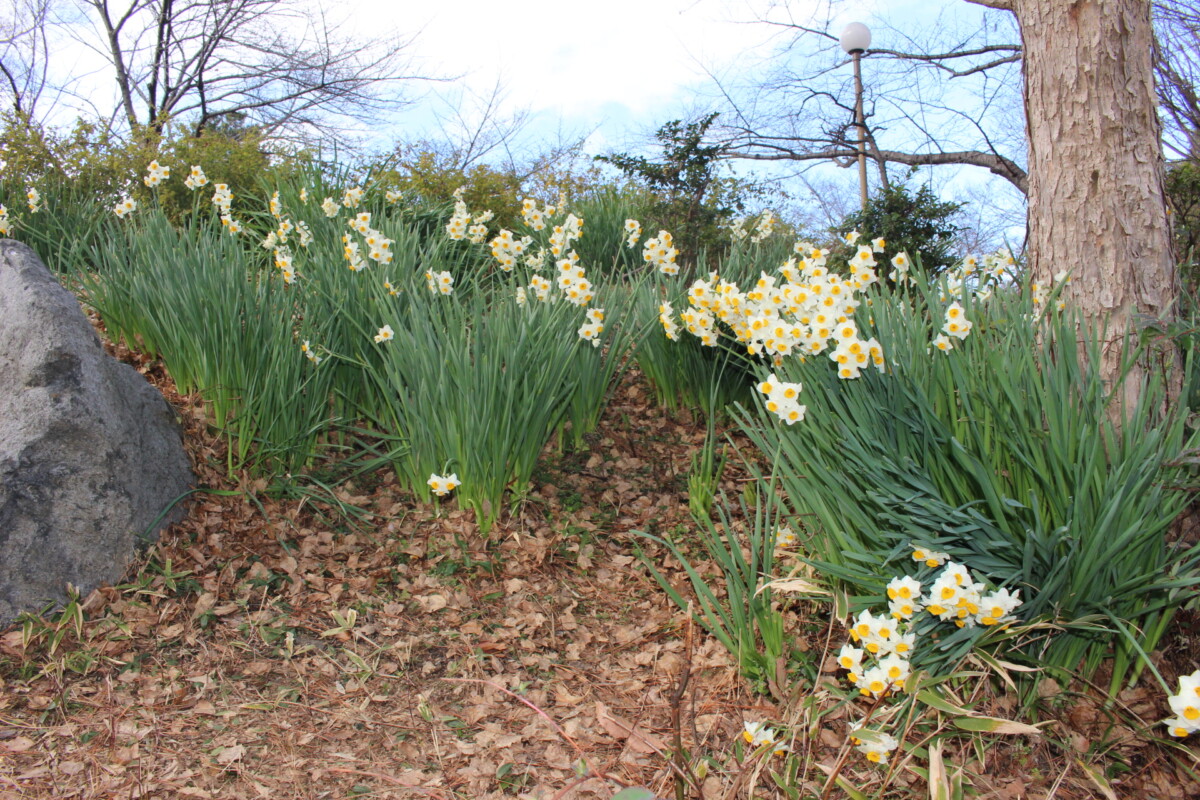 スイセン 花博記念公園鶴見緑地