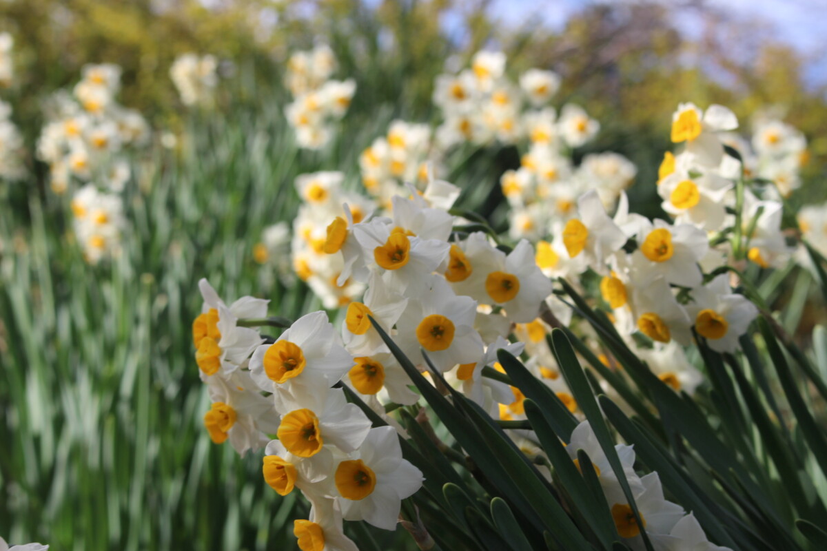 スイセン 花博記念公園鶴見緑地