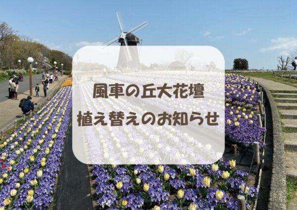 風車の丘 大花壇のペチュニアの植え替えについて ニュース 花博記念公園鶴見緑地