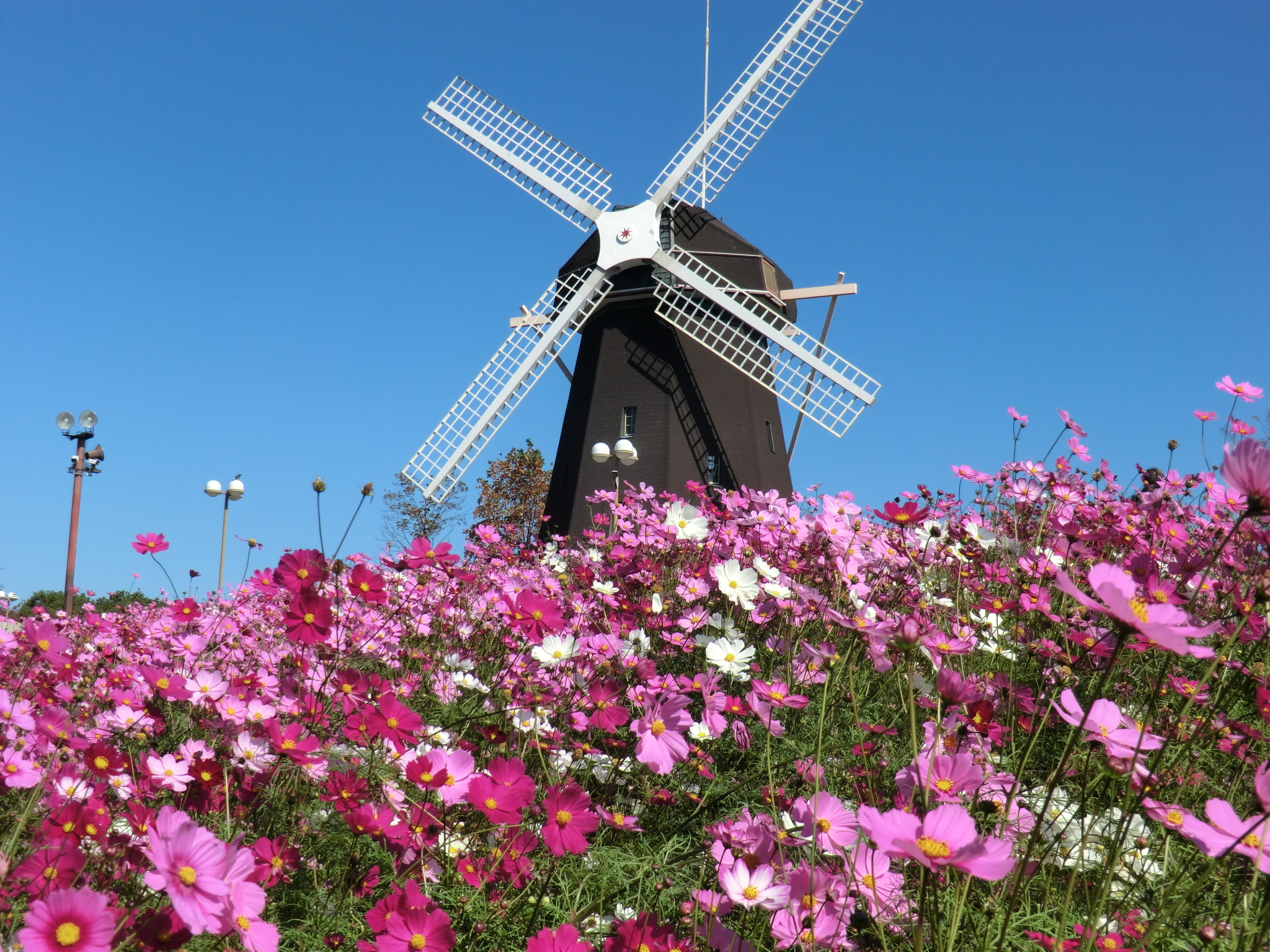 大阪市内の4大公園連携イベント オータムウォーク2023 | 花博記念公園